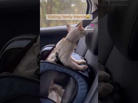 Devon Rex Cat - Taking our cat with us for friend’s home gathering😸およばれ🧡#devonrex#catlover#デボンレックス