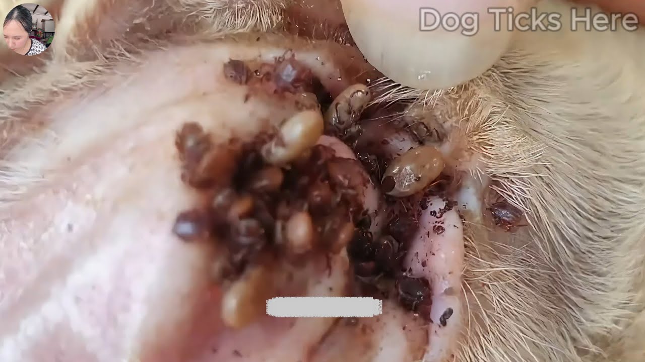 A closer look at Removing Ticks From Dog'S Ear