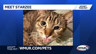 Starzee, a sweet 1-year-old tabby cat, seeks patient home