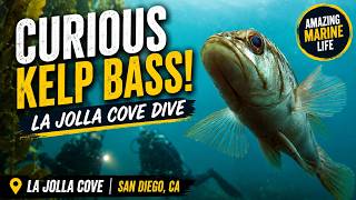 First Tope Sharks at La Jolla Cove | Incredible California Scuba Dive