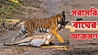 সুন্দরবনে সরাসরি বাঘের শিকার হরিণ । Live Tiger Attacks Deer In Sindarban screenshot 4