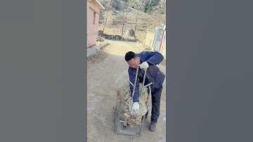 Shearing sheep fastening tools  Good tools and machinery can increase work efficiency