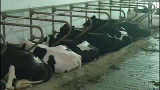 tunnel ventilation is the way forward ,milk in summer is the only way to make  dairy profitable