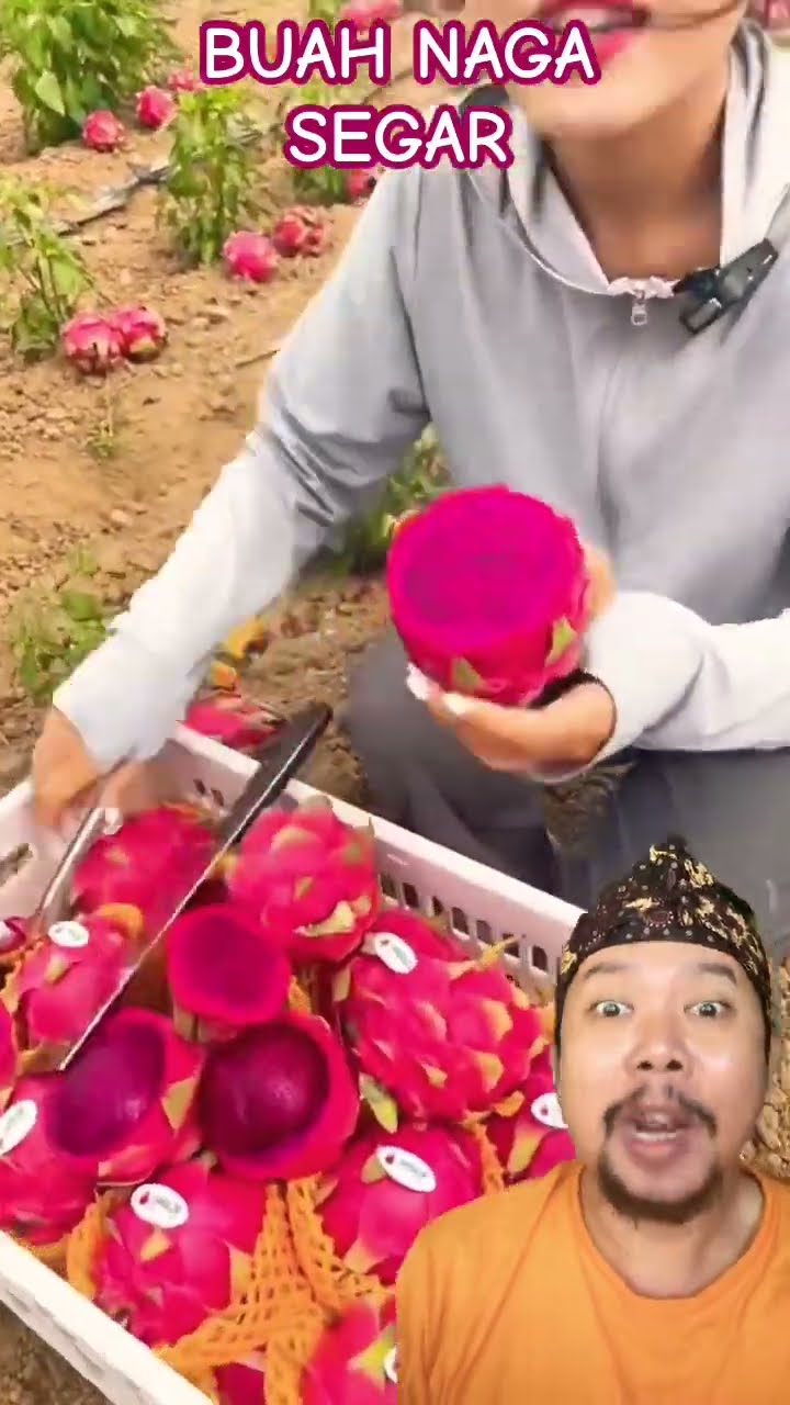 BUAH NAGA YANG SEGAR!!? #fruit #satisfying #farming #fruitcutting
