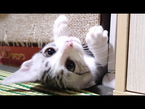 隅っこに吸い寄せられる子猫たち【赤ちゃん猫】【保護猫　子猫】