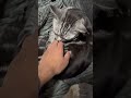 出会った頃は触ることすらできなかったのに、、、🥰 #猫 #マンチカン