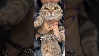 Why does my cat have more separation anxiety than a toddler?😂 #shorts #cat #funny