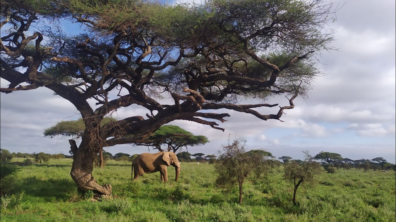 Kenya. Republic of Kenya. Jamhuri ya Kenya. КЕНИЯ – ВОЛШЕБНАЯ СТРАНА