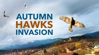 Autumn Hawks Invasion - 46 Hawk & Falcon Attacks Mix