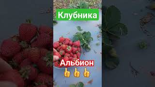 Клубника Альбион👍👍👍💥 #Клубника #Клубникабомба #Ягода #Альбион