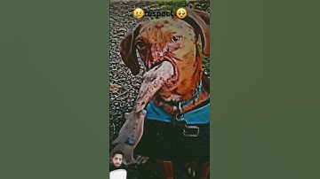 Respect To This Dog! 😢 #shorts #sad #emotional  #short #fyp #respect #dog #respectanimels