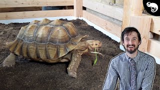 Big Daddy, The Sulcata Tortoise, Gets A HUGE Enclosure Upgrade!