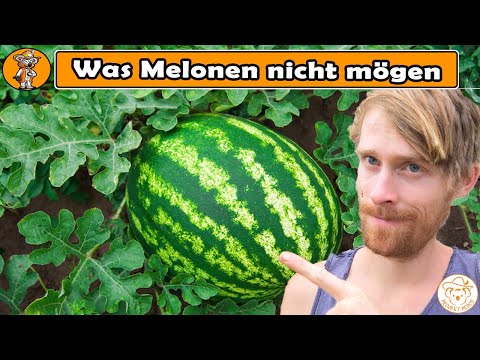 Video: Was man für eine Wassermelonenpflanze ohne Früchte tun kann