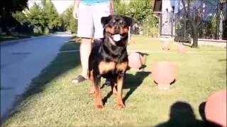 Download Lagu Yaranka Dark Force MP3