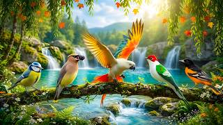 Beautiful Birdsong & Soft Piano 🍃🎹 Clear Mental Fatigue, Recharge Energy & Stay Inspired