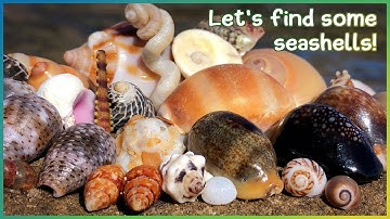 Finding Seashells at Low Tide | Shore & Tide Pools [Virtual Shelling]