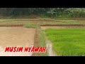 Musim nyawah