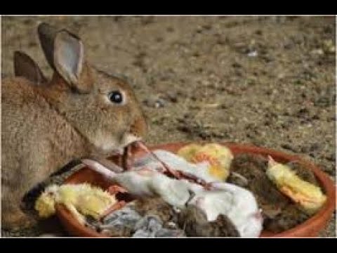 الافتراس فى الارانب الأرنبة تأكل أولادها اتفرج وشوف وأعرف ايه اسباب المشكلة دى 