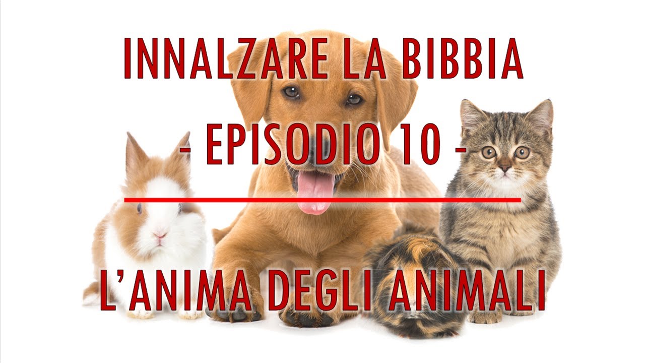 GLI ANIMALI HANNO UN'ANIMA? - YouTube