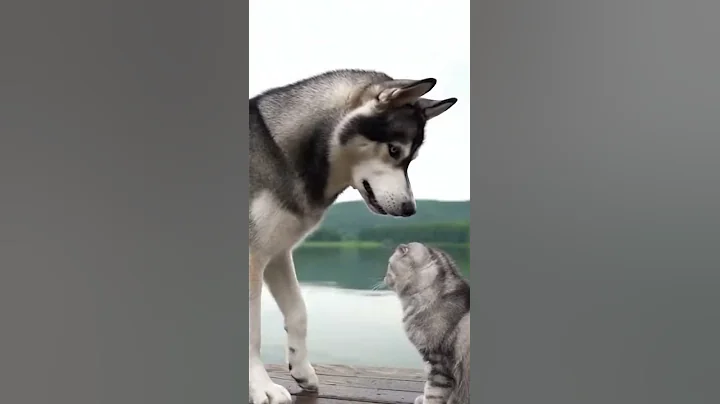 Video 11896151: scottish fold cat, cat attacks