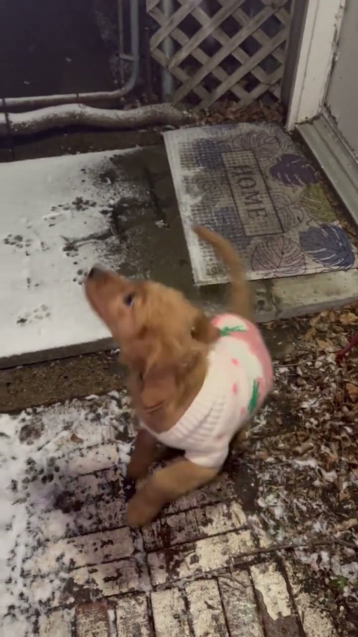 Golden Puppy Chomps At Snow || ViralHog