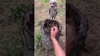 उल्लू से पंगा भारी पड़ गया /mini wood toy/woodworking skills/hand crafts/ #gamtng