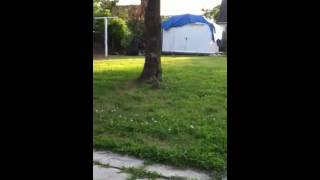 Lucky the Tailless Squirrel