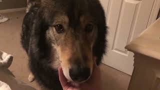 Husky Takes It Personally, Wolf Dog Apologizes