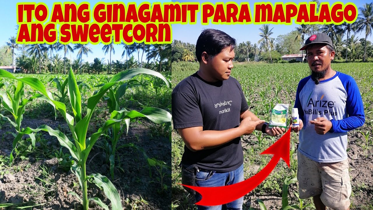 Paano ang Tamang Pag-aalaga at Pagkontrol sa Sakit at Insekto sa Sweetcorn?