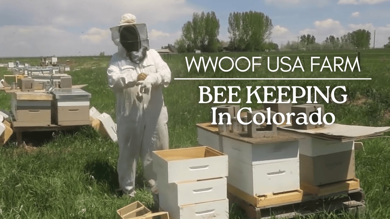 Beekeeping in Colorado YouTube