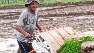 TANAM PADI PAKE TRANSPLANTER