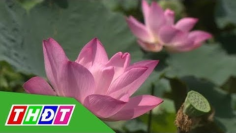 Đồng Tháp có 3 sản phẩm Công nghiệp nông thôn tiêu biểu quốc gia năm 2017 | THDT