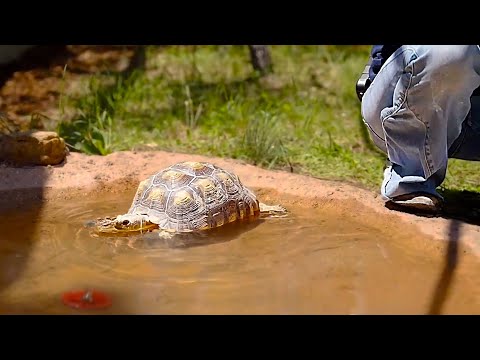Maya watches Push Pop take her first swim in her NEW enclosure