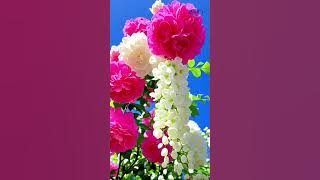 Garden of flowers #flowers 