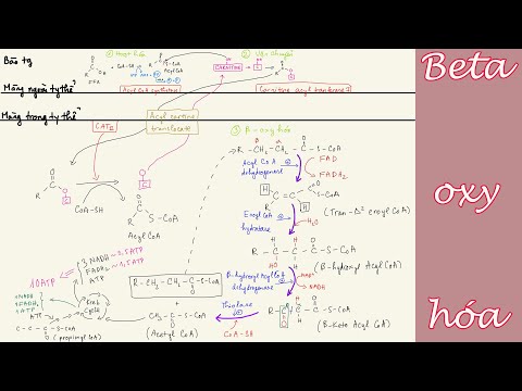 Video: Điều gì kích thích quá trình phosphoryl hóa oxy hóa?