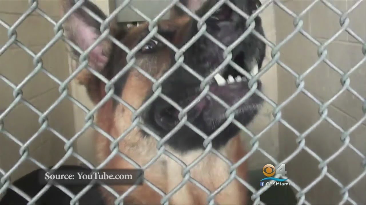 Stray Dog Danger: 61-Year-Old Woman Attacked Shares Her Horror Story ...