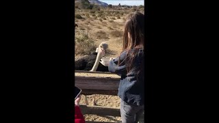 Feeding An Ostrich