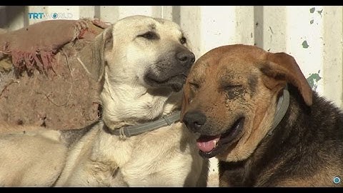 Money Talks: Feeding Istanbul’s street dogs
