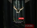 Sowy słyszą lepiej niż myślisz! 🦉👂