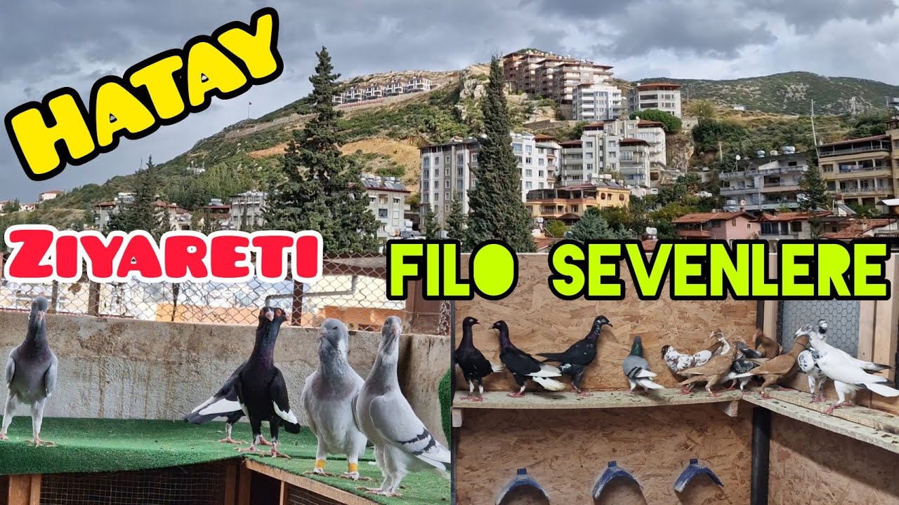 Hatay'dan Şampiyon Nesilli filo güvercinleri Berlin Türkleri#aksoyfiloelvanguvercinleri