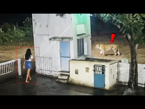 कैमरा में कैद न होता तो...