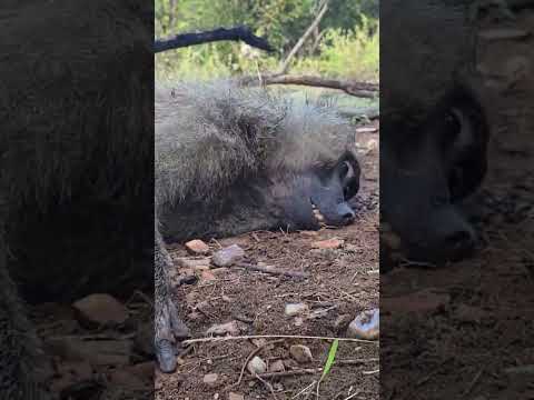 BABOON AFTER DEATH WITH HADZABE TRIBE