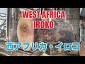 西アフリカ材・イロコの製材です。船のデッキを取ります。WEST AFURICA IROKO SAWING!!