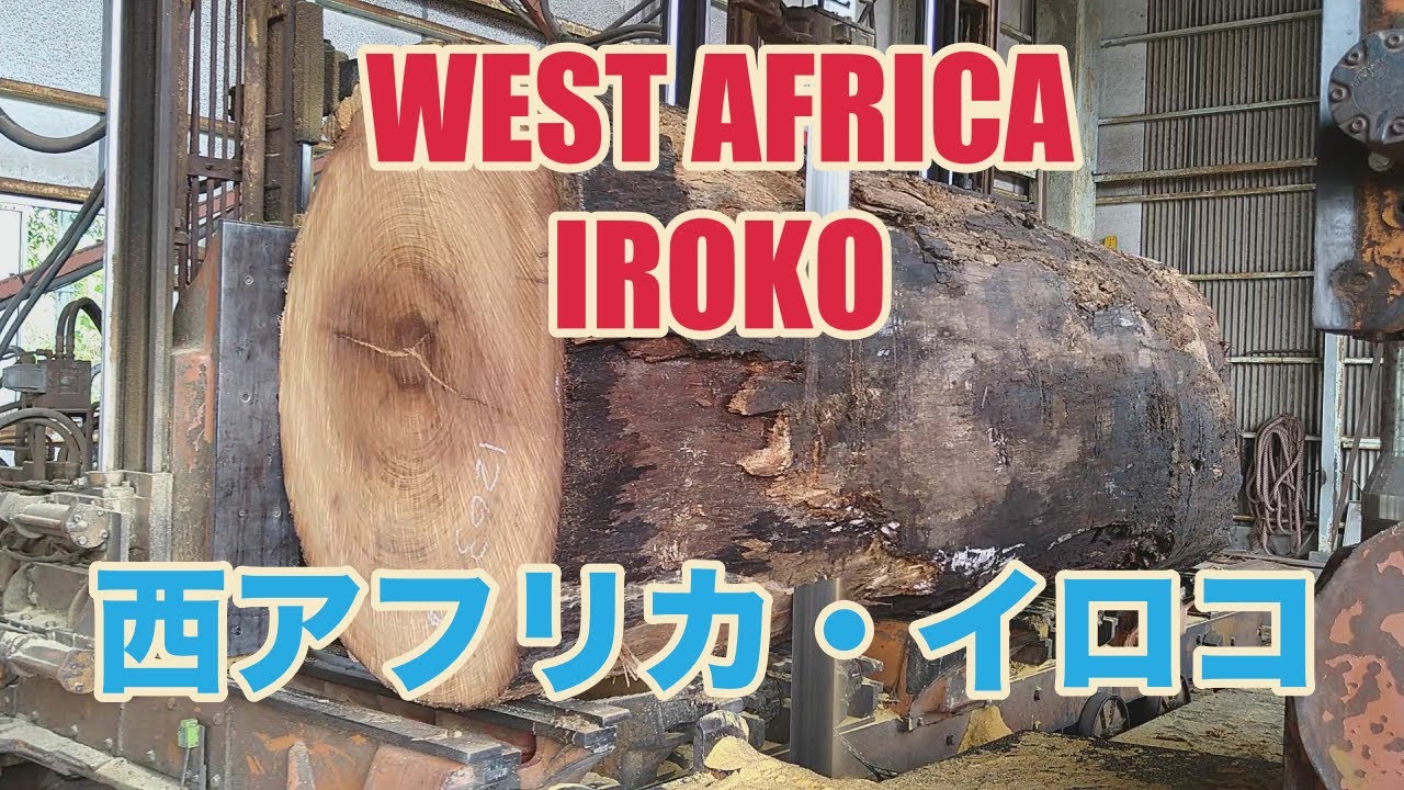 西アフリカ材・イロコの製材です。船のデッキを取ります。WEST AFURICA IROKO SAWING!!