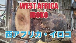 西アフリカ材・イロコの製材です。船のデッキを取ります。WEST AFURICA IROKO SAWING!!