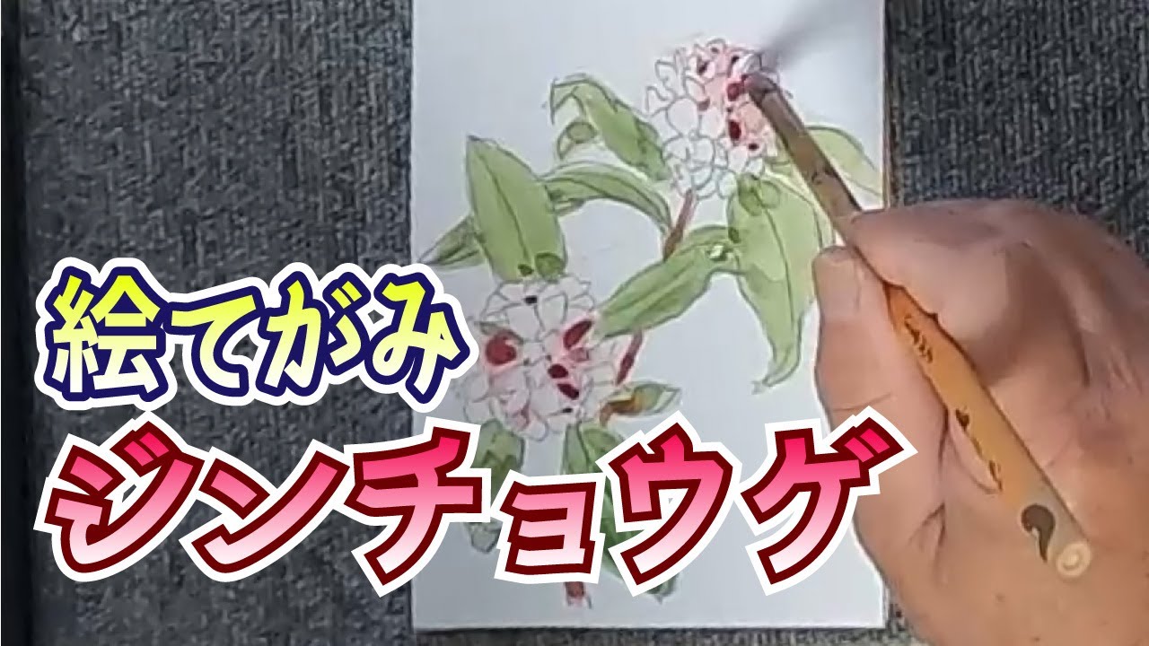 絵手紙描いてみました【やきちさんの絵てがみ/ジンチョウゲ】 - YouTube