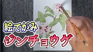 絵手紙描いてみました【やきちさんの絵てがみ/ジンチョウゲ】 - YouTube