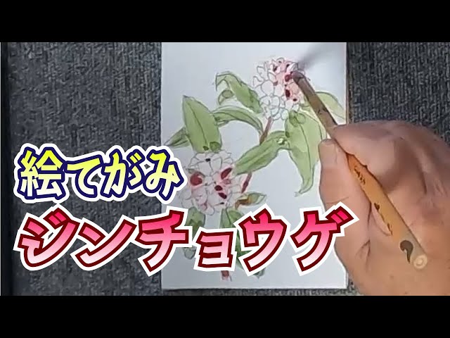絵手紙描いてみました【やきちさんの絵てがみ/ジンチョウゲ】 - YouTube