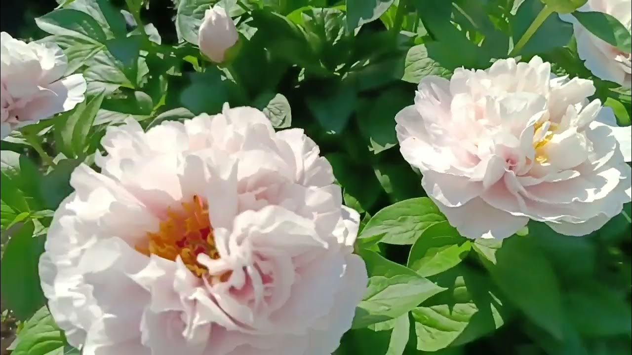 Пион Blushing princess (Блашинг Принцесс - краснеющая принцесса)/ Пионы ...