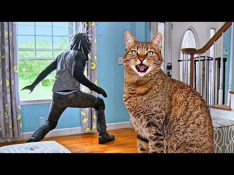 Video: How Do Cats Protect Us? - Alternative View